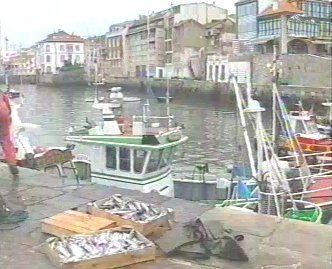 PESCA 15  GANADO